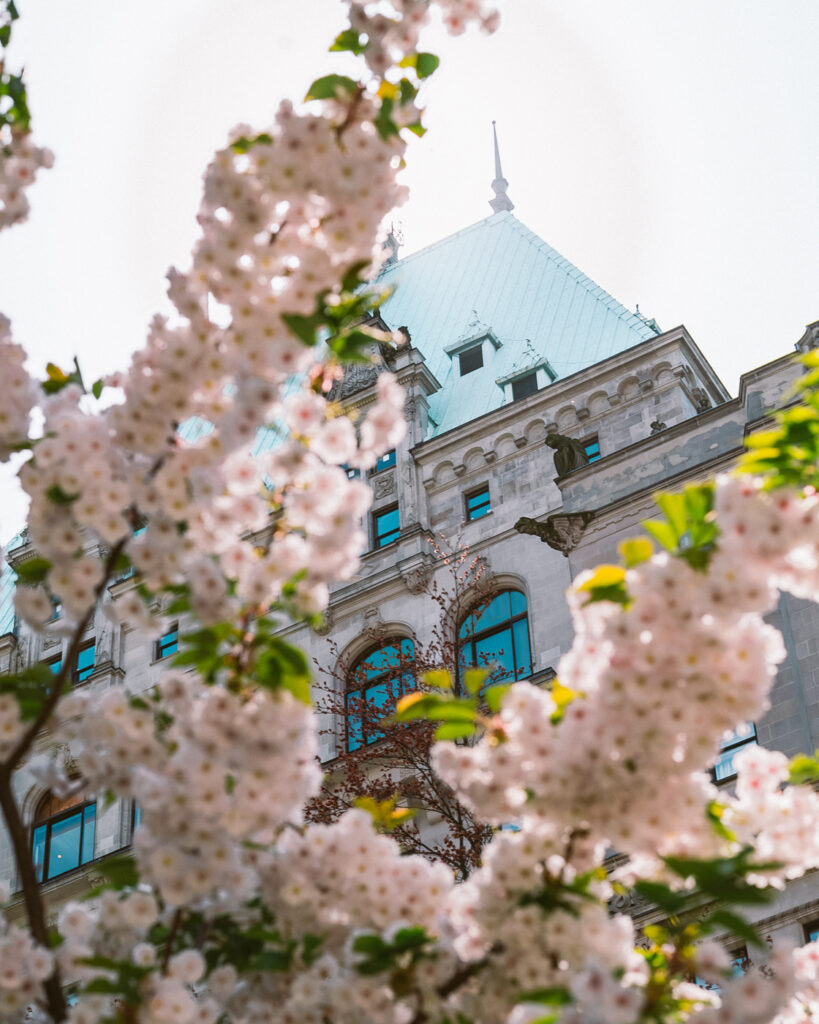 An image of Fairmont Hotel Vancouver with cherry blossoms